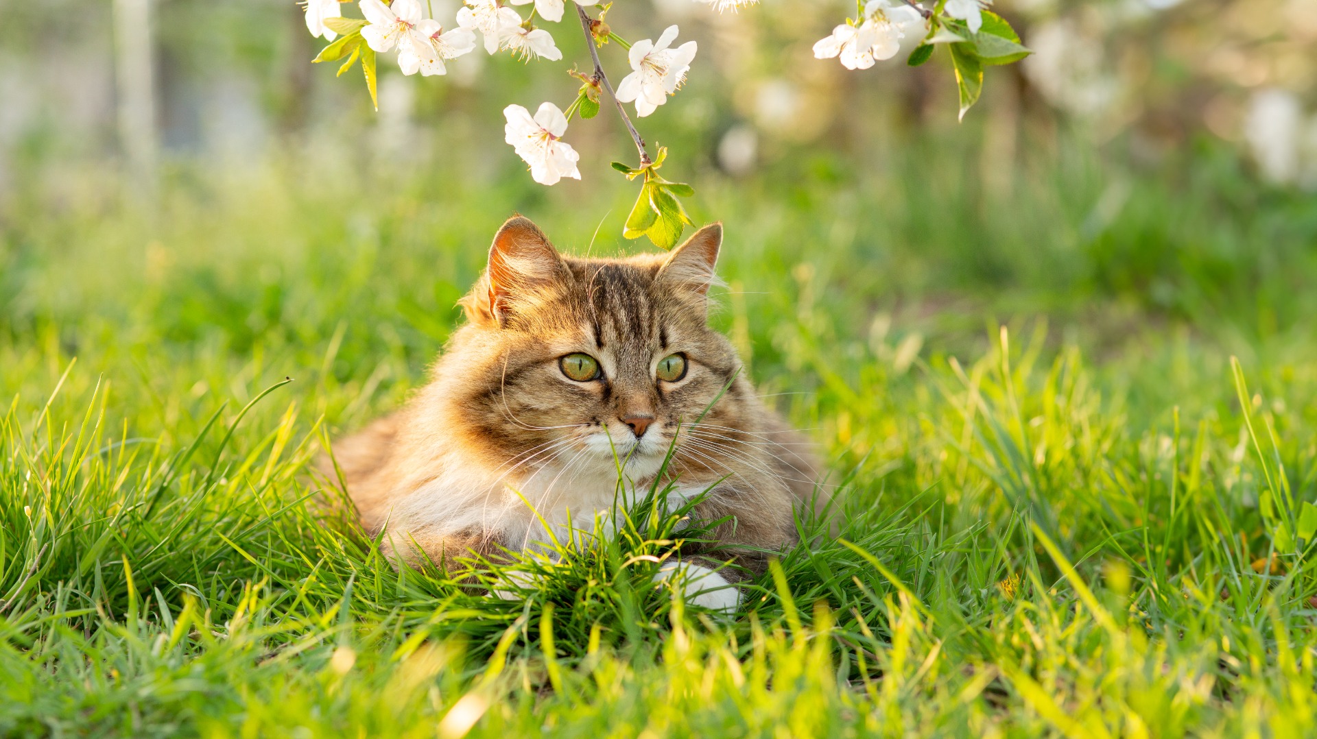 Adoption chatons / chats
