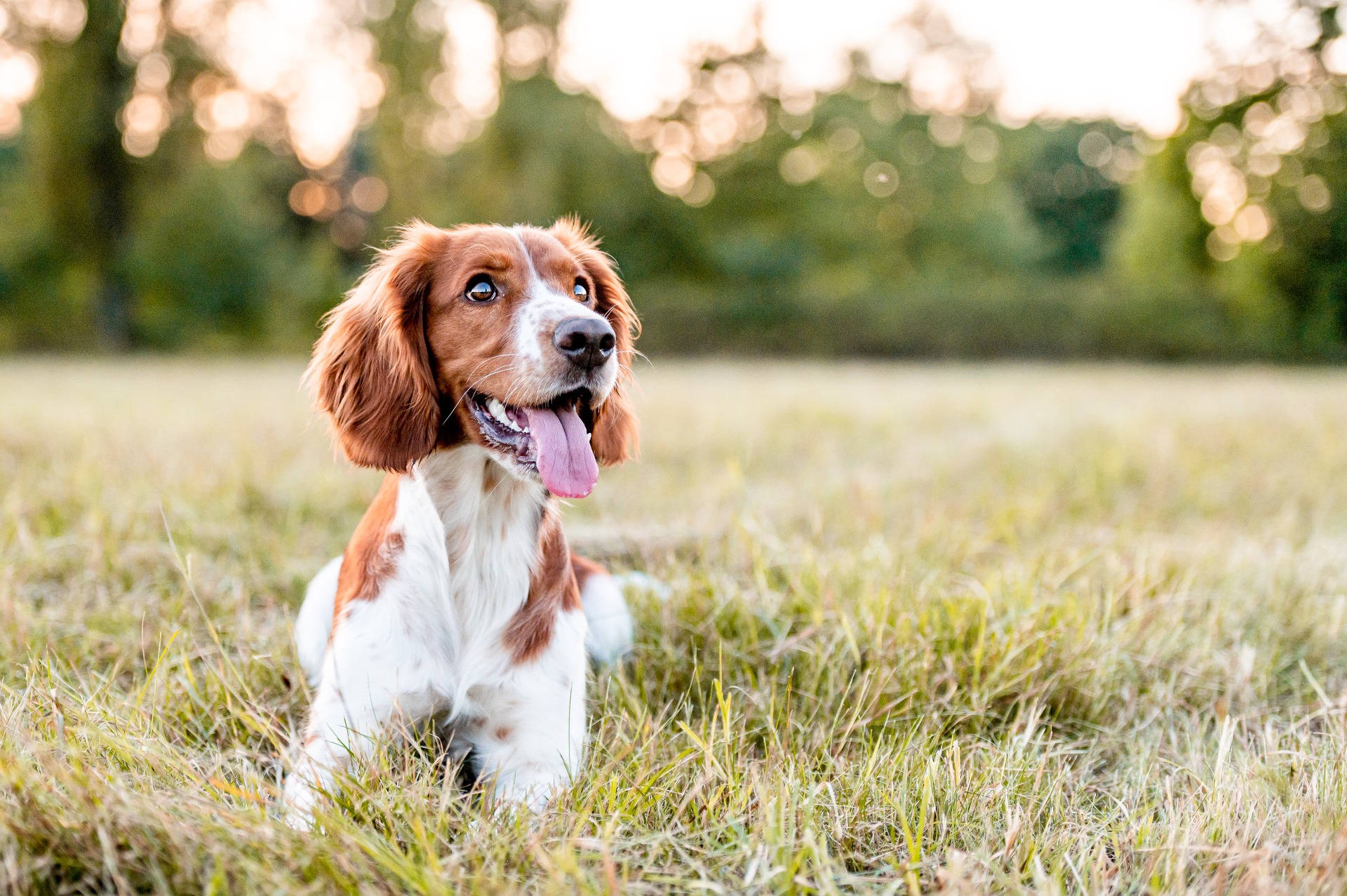 Adoption chiots / chiens