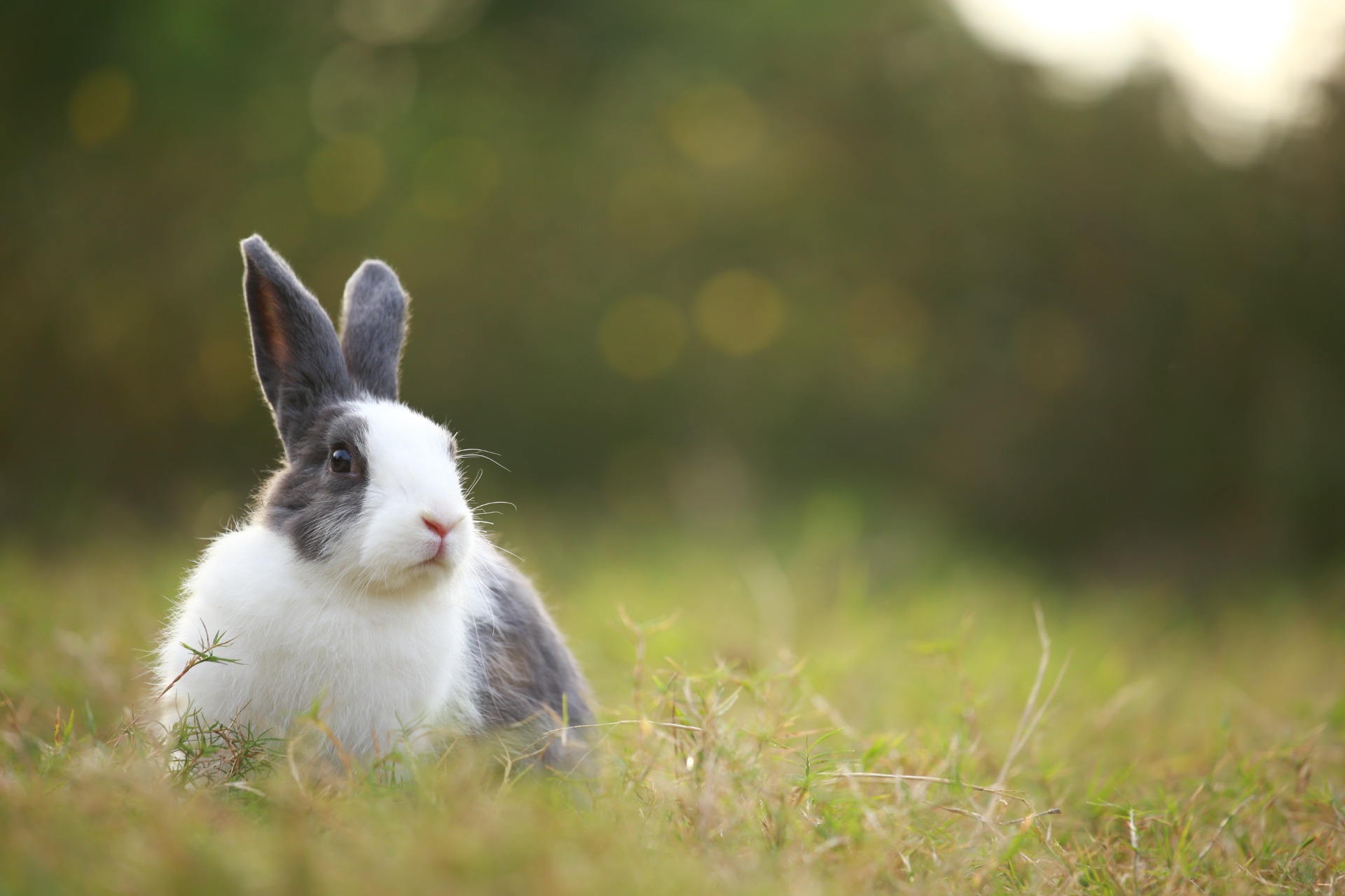Adoption NACS